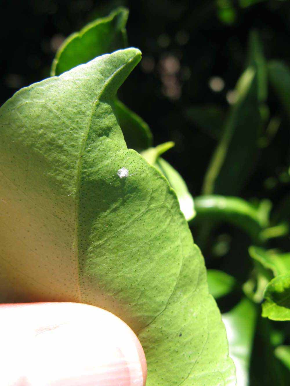              Margin (Winter Haven, FL)       